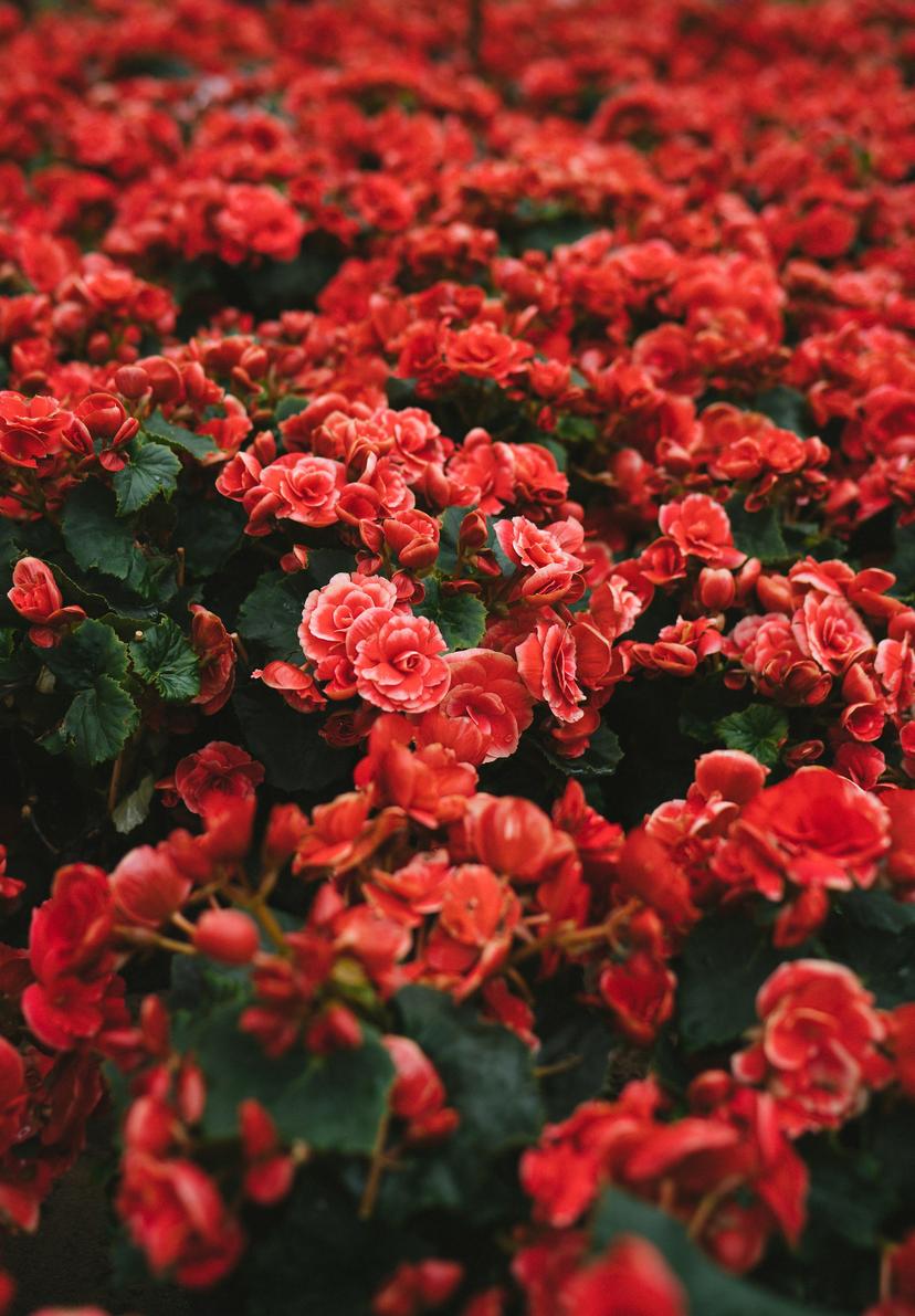 Цветы любви: вечная классика цветочных подарков