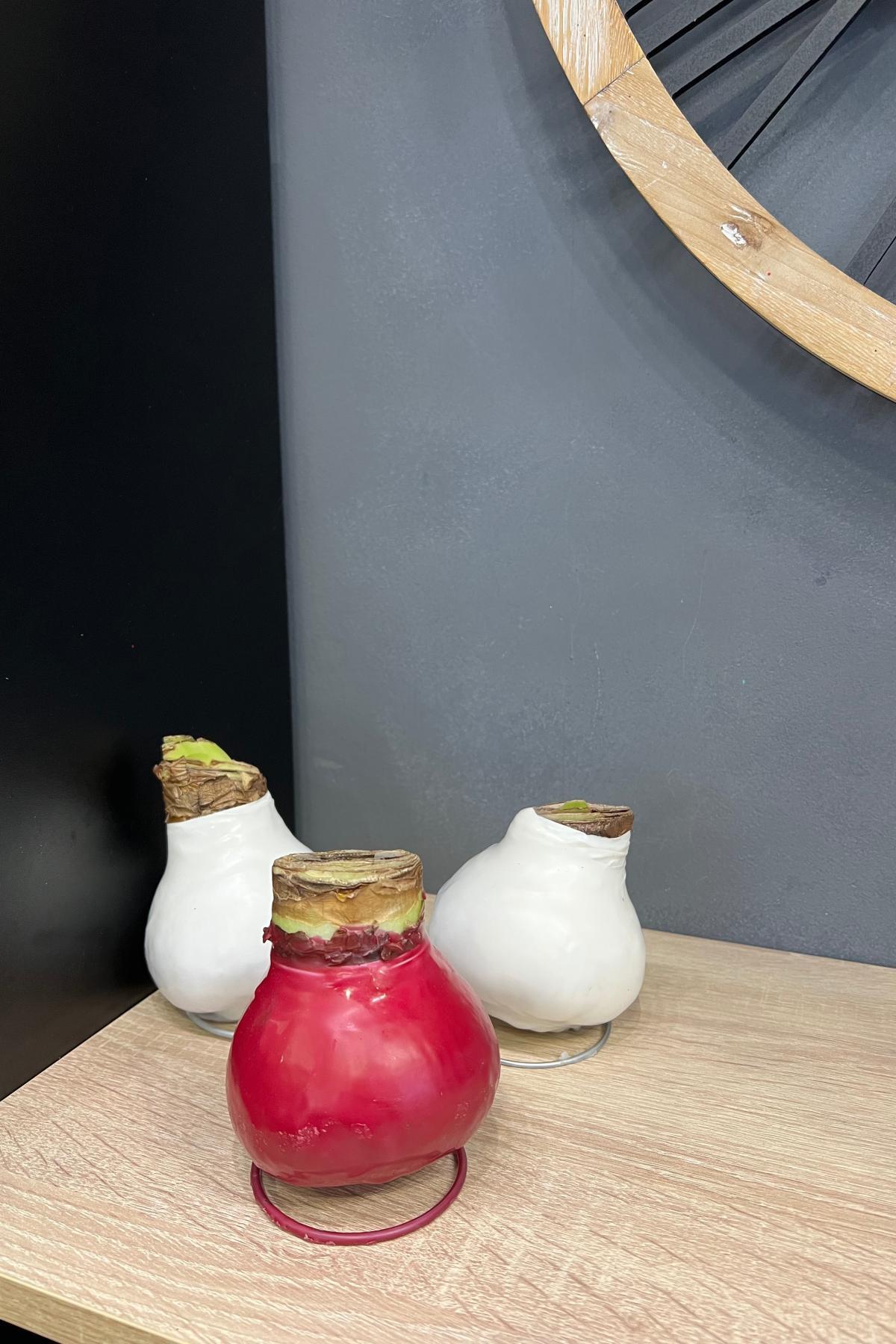 Амариллис в воске