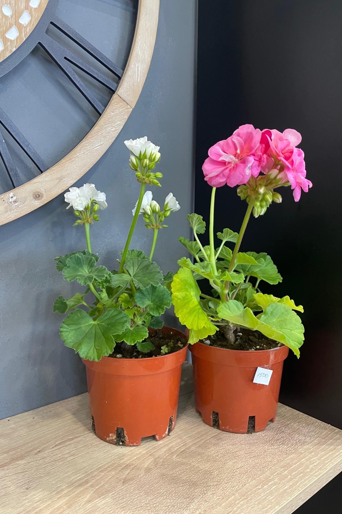 Комнатные цветы