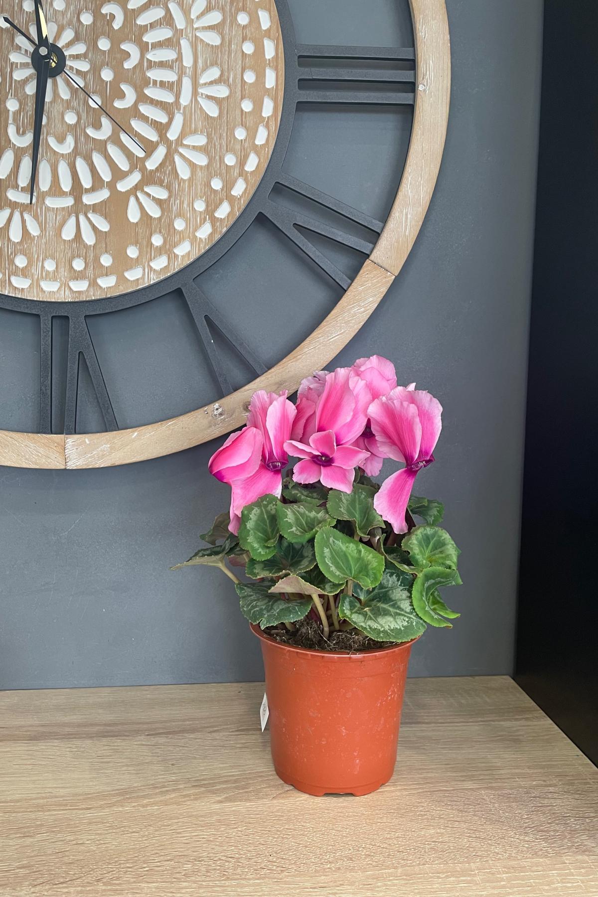 Комнатное растение