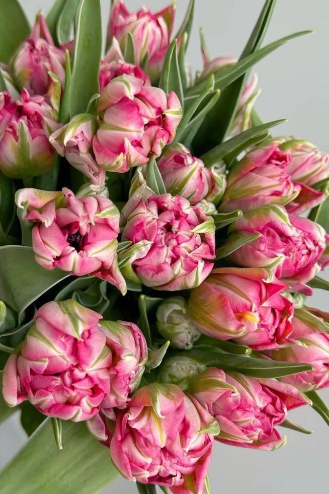 Тюльпан пионовидный