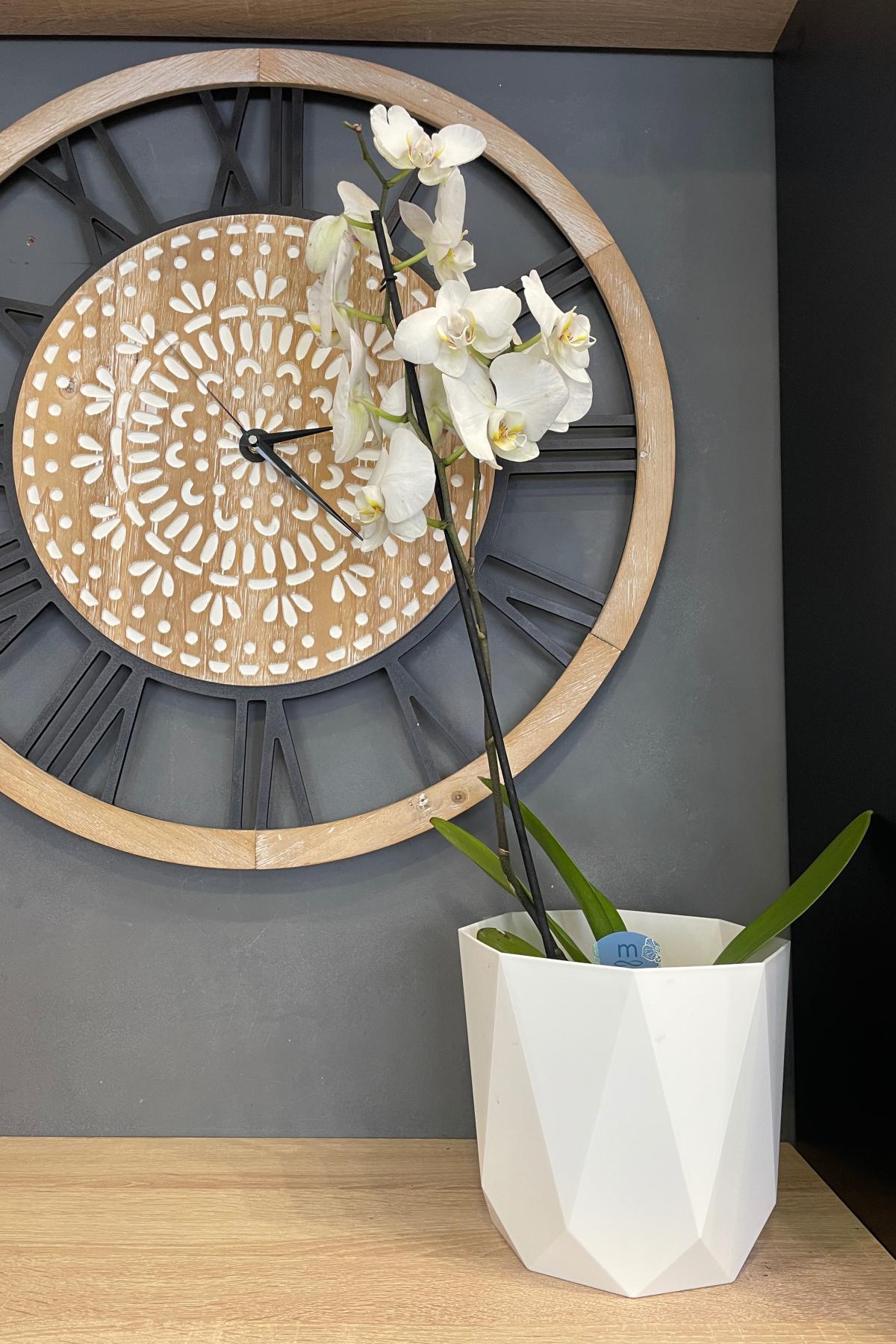 Орхидея Орхидея